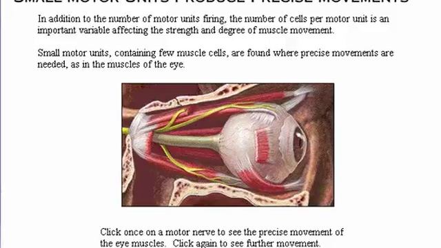 Muscular System Contraction of Motor Units смотреть онлайн