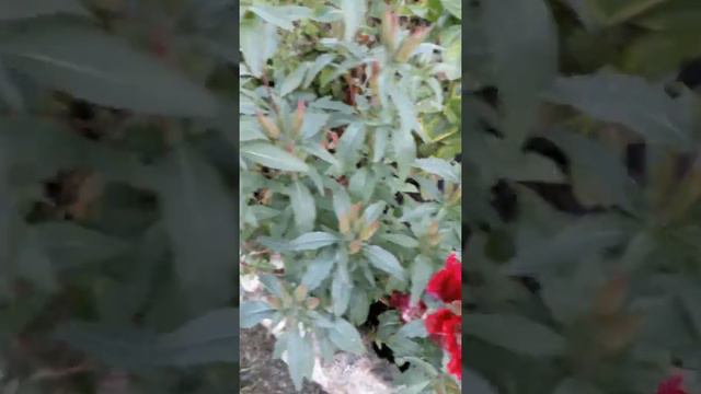 Годеция... смотреть онлайн