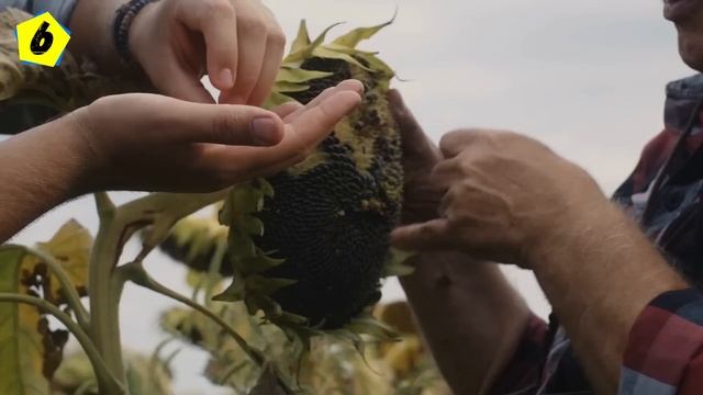 ЕЛ СЕМЕНА ПОДСОЛНЕЧНИКА каждый день и Вот что произошло с моим Телом... смотреть онлайн