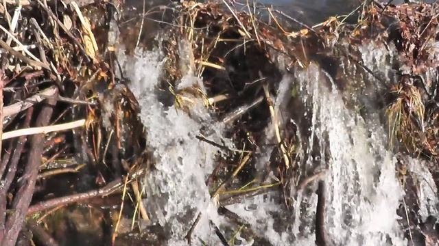 за бобром смотреть онлайн