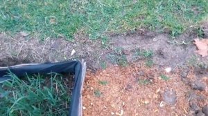 Как отвадить кошек гадить на грядках, клумбах и дорожках. ч.1