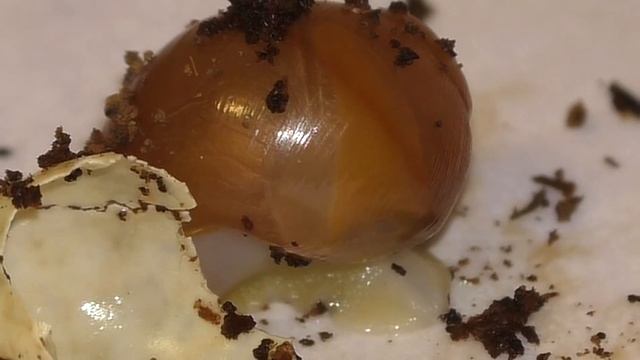 Heart snail. Как бьётся сердце улитки. Звуки сердца молодой улитки. смотреть онлайн