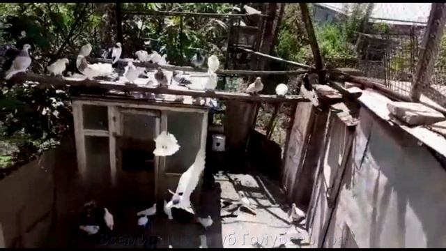 Армянские Голуби Hamo Arzumanyanа . Село Айгеовит / Армянские бойные Голуби смотреть онлайн