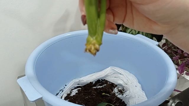 Эксперт с цветком женское счастье☺✨))) смотреть онлайн