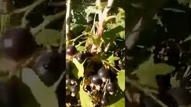 5 ЛИТРОВ СМОРОДИНЫ С КУСТА! смотреть онлайн