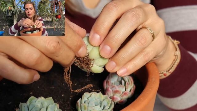 A ECHEVERIA que me SEDUZIU pela sua HARMONIA e SIMETRIA: Montei um vaso dela / Grazi Bittencourt смотреть онлайн