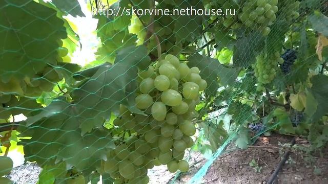 Сорта винограда 2018. Валек - урожайный неприхотливый сверхранний мускат смотреть онлайн