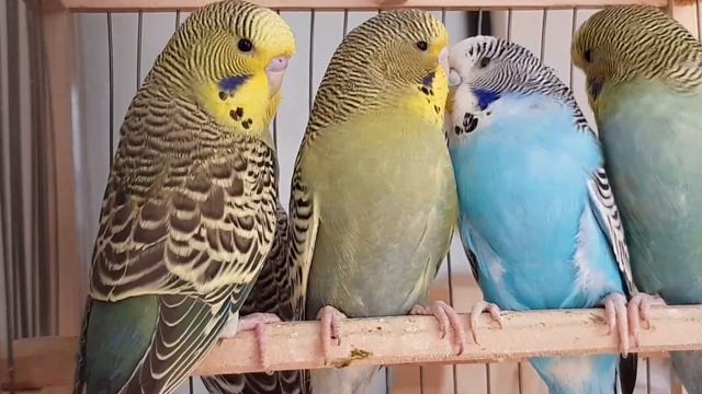 Купил на Ярмарке в г Кропоткин,Обзор новых волнистых попугаев ! смотреть онлайн