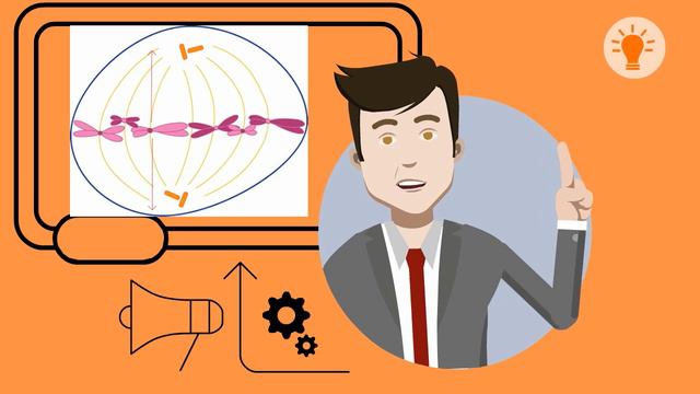 What happens during metaphase? смотреть онлайн