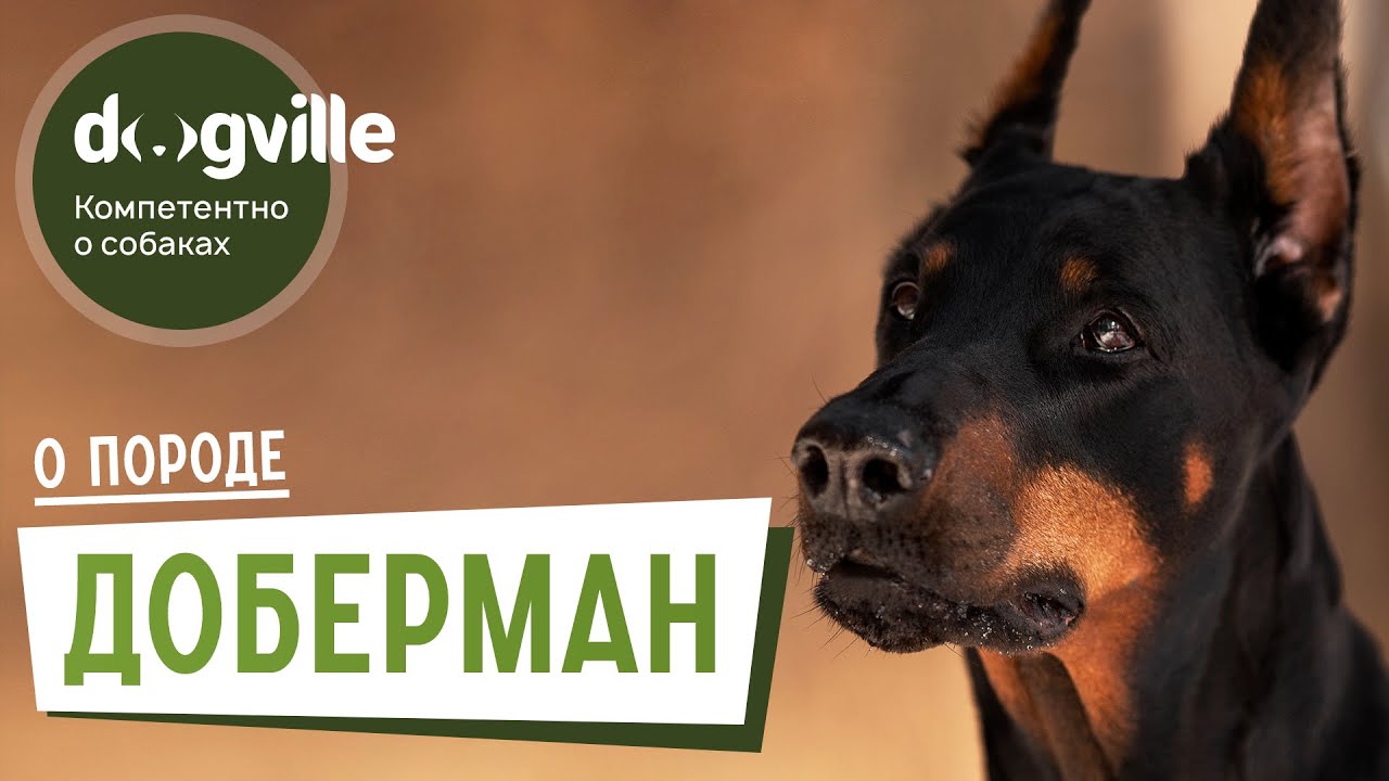 Доберман - О породе - Как выбрать щенка Добермана? смотреть онлайн
