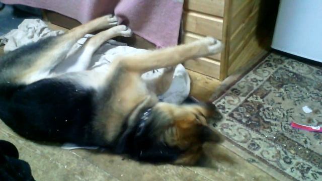 Наши любимые животные дома). смотреть онлайн