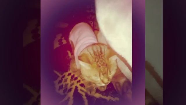 Обзор на костюм для кота | Рубрика все для ... Кота Макса| ????? смотреть онлайн