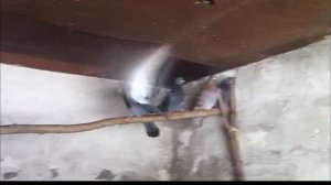 Ловим голубей простой ловушкой | Мои птицы | Ловшука из сетки!