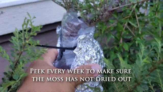How to air-layer any plant with a high rate of success смотреть онлайн
