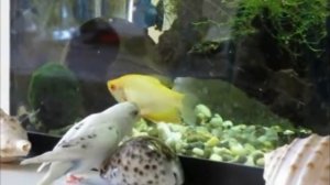 Друзья.  Морозко попугай и гурами Стэфан