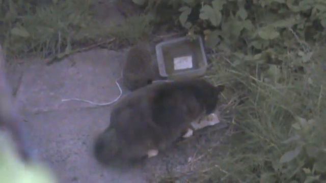 Кот и ёж. смотреть онлайн