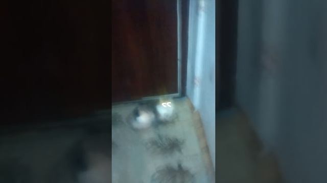 Мой первый чв короб ( дин 5.25" на 30 ватт )vol. 50% #2 смотреть онлайн