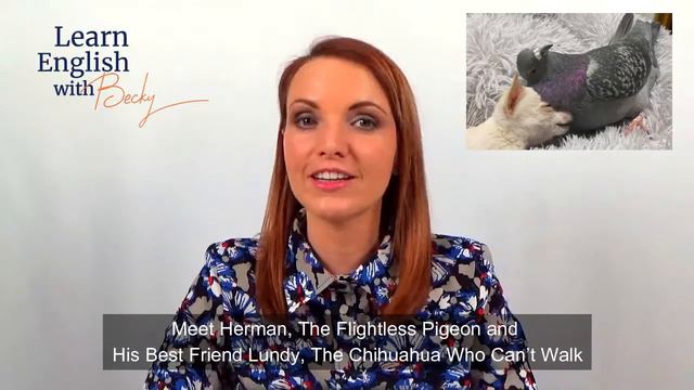 Learn English now with Becky's International News смотреть онлайн