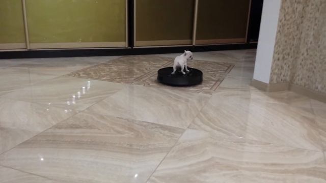 Щенок миник чихуахуа катается на пылесосе смотреть онлайн