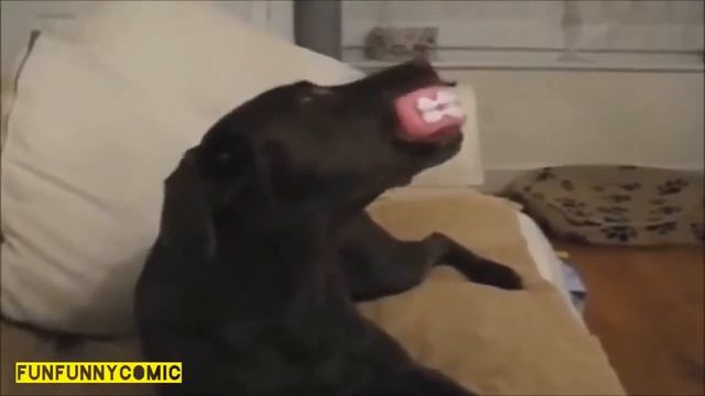 Хохма! Жвотные. Приколы.Поющие собаки / Hilarious! Funny animals. Singing dogs смотреть онлайн