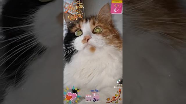 СМЕШНЫЕ КОШКИ / ЛУЧШИЕ ПРИКОЛЫ С КОТАМИ / Часики тикают время идёт смотреть онлайн