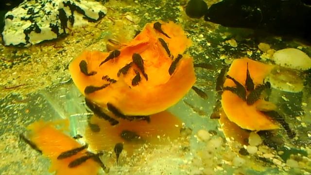 АНЦИТРУСЫ.mp4