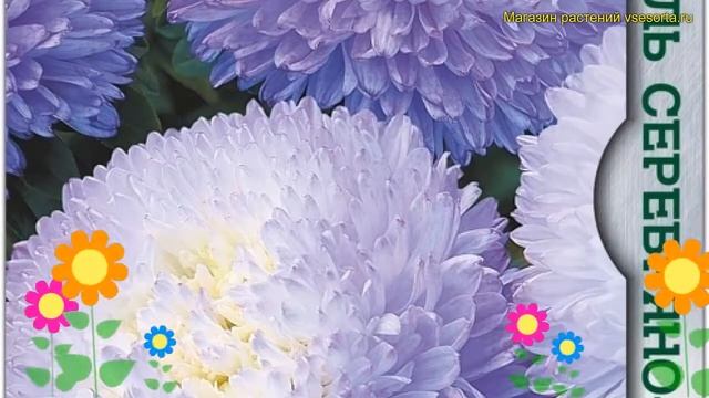 Астра китайская Карамболь Серебряно-Голубой. Краткий обзор смотреть онлайн