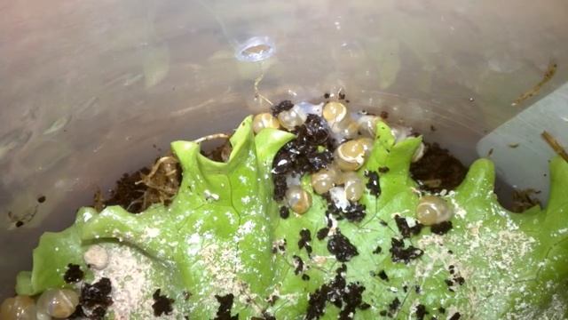 Улитятам Ахатина Фулика альбино боди 1 день смотреть онлайн