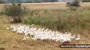 Равняйсь смирно к водоёму шагом марш. Голос предводителя гусей