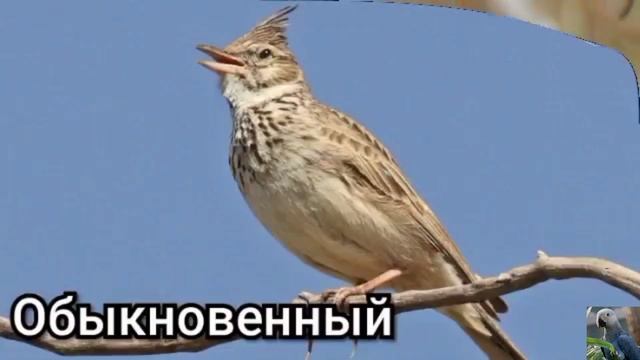Хохлатые жаворонки (лат. Galerida) смотреть онлайн