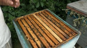 СОТОВЫЙ МЕД. Как ПЧЕЛЫ строят СОТЫ.