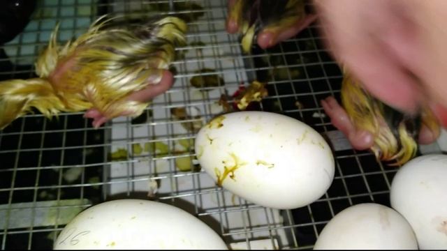 Вывод гусят . Чем кормлю  гусят с первых суток.