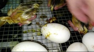 Вывод гусят . Чем кормлю  гусят с первых суток.