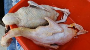 Мускусные утки - откорм на мясо, убойный возраст