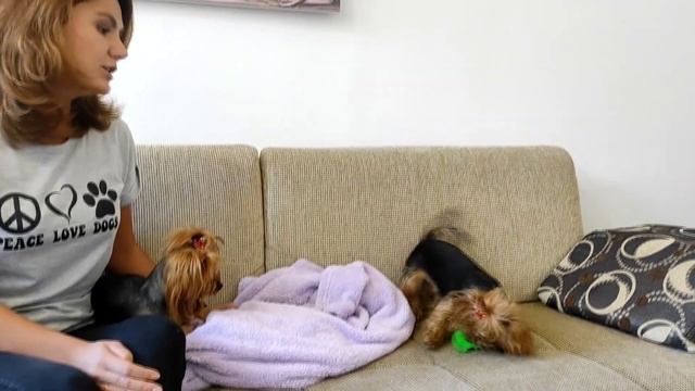 Как попросить прощения у собаки