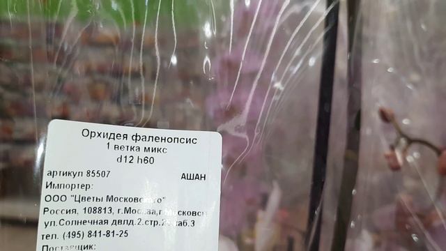 ОРХИДЕИ В АШАНЕ //05 07 24// смотреть онлайн