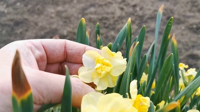 Narcissus Yellow Cheerfulness, a double flower daffodil with several flowers per stem смотреть онлайн