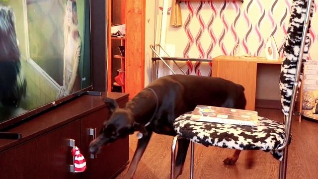 Находчивый доберман и наивный хозяин/Sly Doberman and naive owner ￼ смотреть онлайн