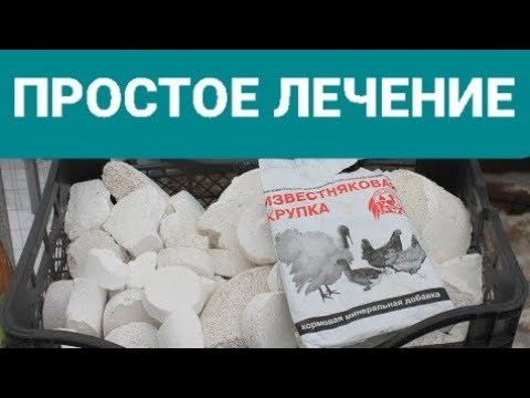 ВЕСЕННЕЕ ПАДЕНИЕ КУР НА ЛАПЫ, СРОЧНОЕ ЛЕЧЕНИЕ.
