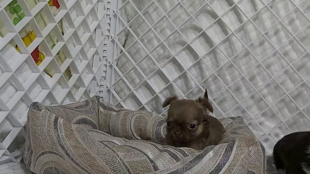 Щенок чихуахуа д.ш. смотреть онлайн