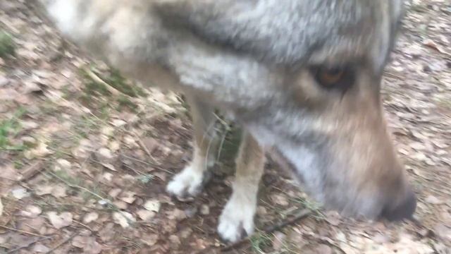 Как подружиться с волком смотреть онлайн