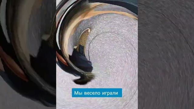 5 дней челленджа по похудению. Как Жужа это перенесет? Сколько удастся скинуть?// Испытание собаки смотреть онлайн