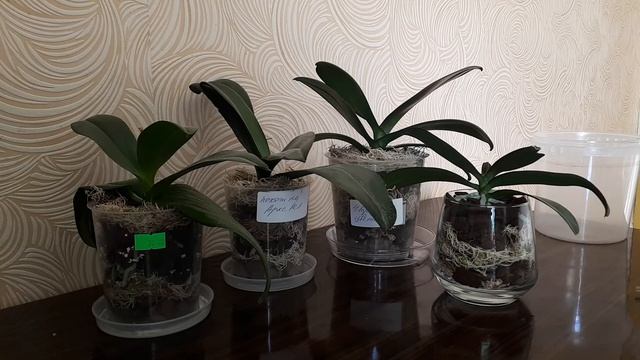 ?ПЕРВЫЙ полив ПОСЛЕ ПЕРЕСАДКИ С АНТИСТРЕССОМ????СЮРПРИЗ для любимых зрителей в конце?? смотреть онлайн