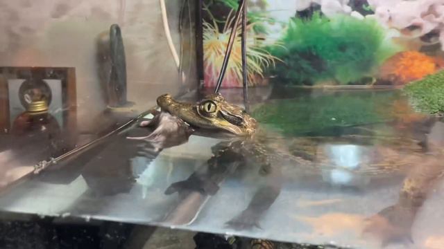 Крокодил ест хомяка смотреть онлайн