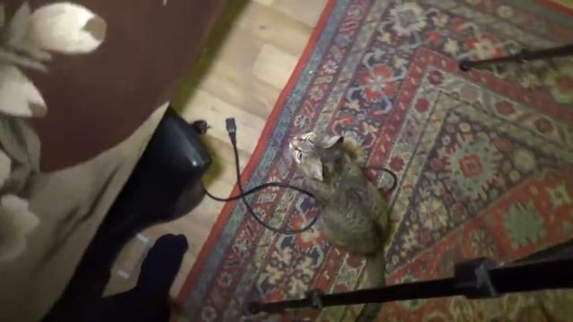 Приезд Васьки ❖ КОТОЖИЗНЬ! 10-11 июня 2018 смотреть онлайн