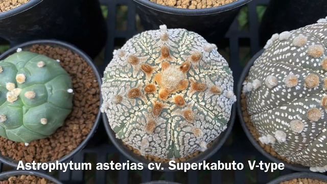 My Entire Astrophytum Cactus Collection ??? | Cactus Tour смотреть онлайн