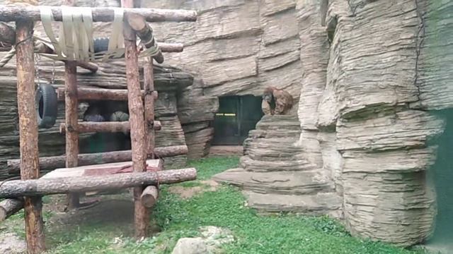 My GoPro Life. Орангутан / Orangutan. Moscow Zoo (Android) смотреть онлайн