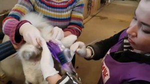 Креативный груминг. Как покрасить лошадь?