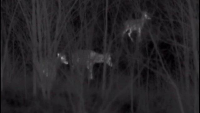 PULSAR TRAIL XP 50   ....   Deers Are Coming.....