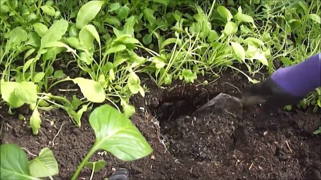 Как высаживаю сладкий перец. Снег и град в саду! смотреть онлайн